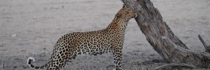 JoElhage's profile banner image