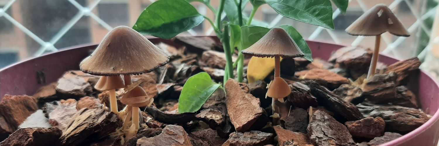 atomic_mushy's profile banner image