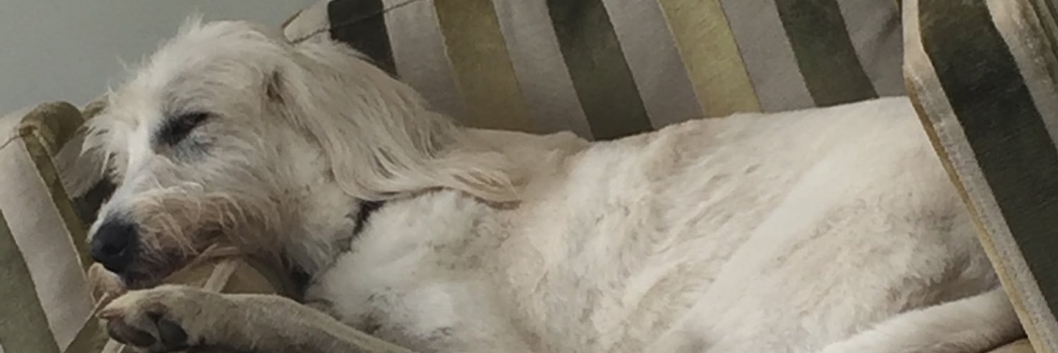 Isabelle Jenkins banner