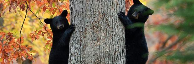 jennthebear1's profile banner image