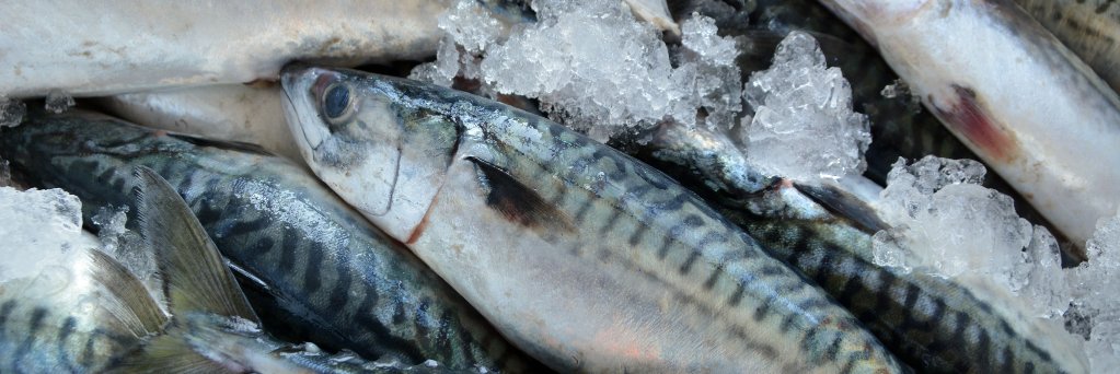 Pembs Fish Week banner