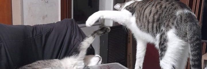 • ANTITO • banner