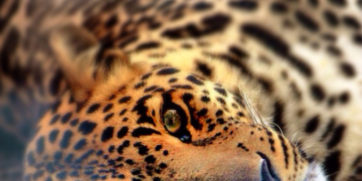 abushgran's profile banner image