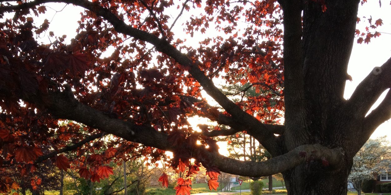 AngelChappell's profile banner image