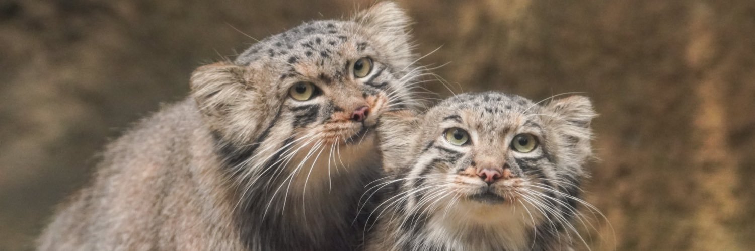 孙木琴（囯内）🏳️‍🌈 banner