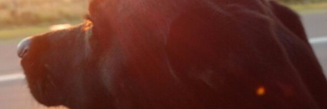SolcitoDonadio's profile banner image