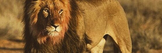 Tray_Day23's profile banner image