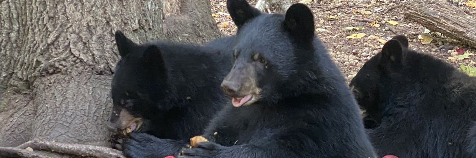ThatGuyDov's profile banner image