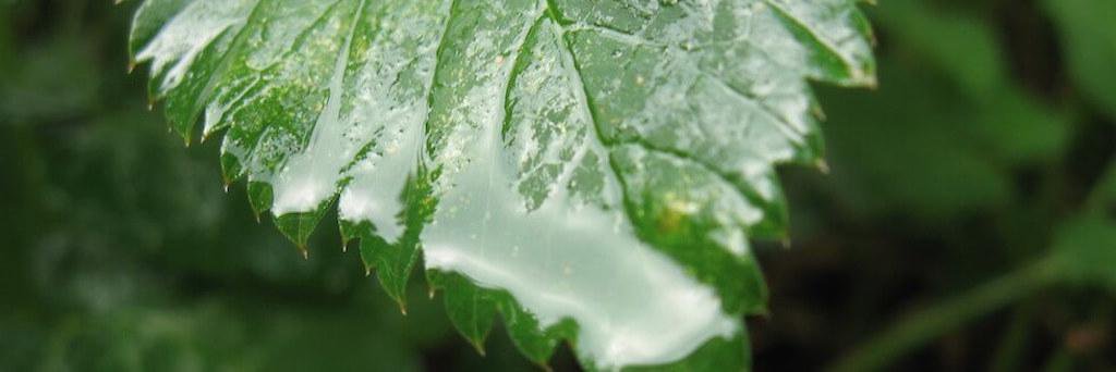 New Leaf Technology banner