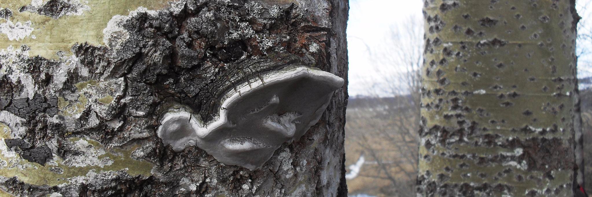 Richard Whittet banner