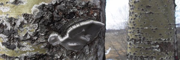 treevolecol Profile Banner