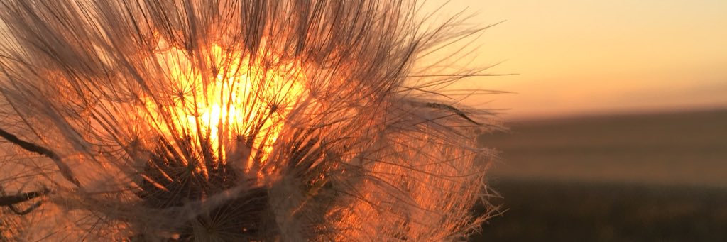 StevensonShari's profile banner image