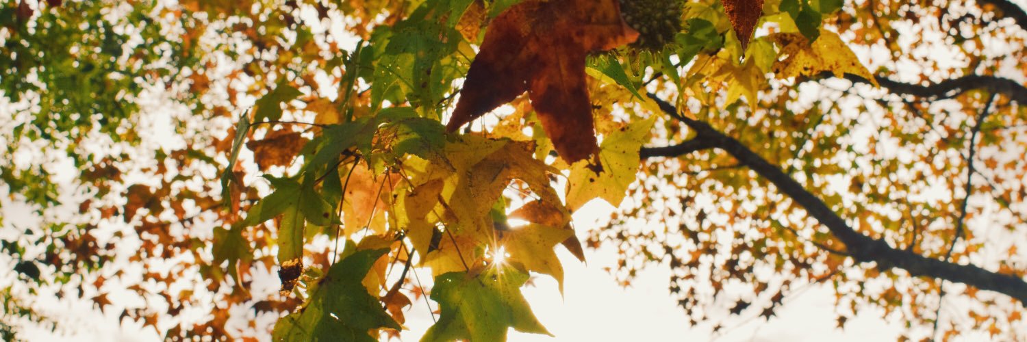MirissaThompson's profile banner image