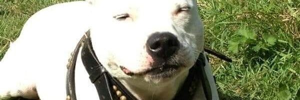 clarewillow's profile banner image