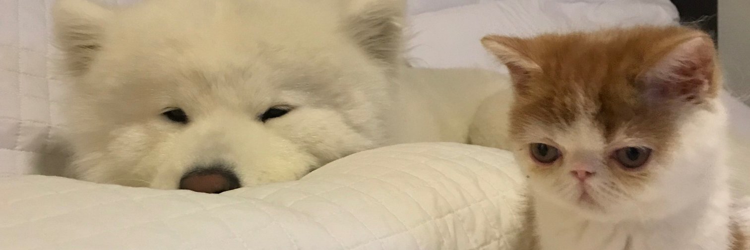 PenguinMaster926 banner