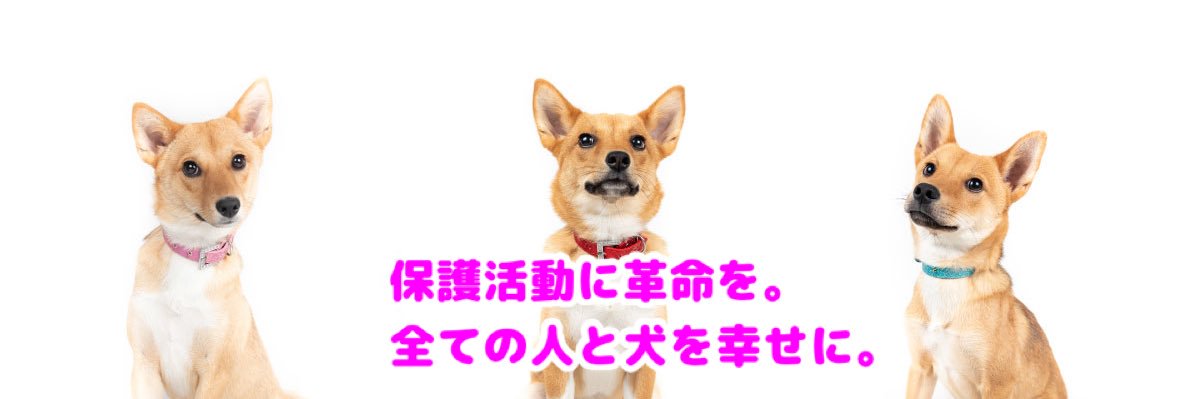 今村 真也＠犬の専門家・SippoFesta統括 banner
