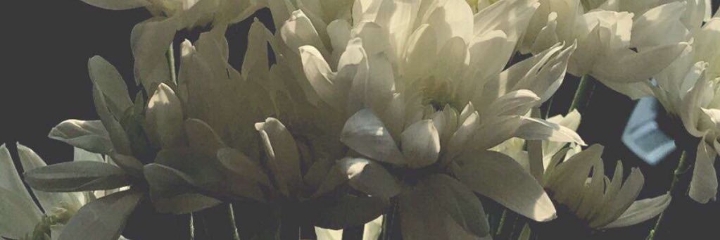 softLolita's profile banner image