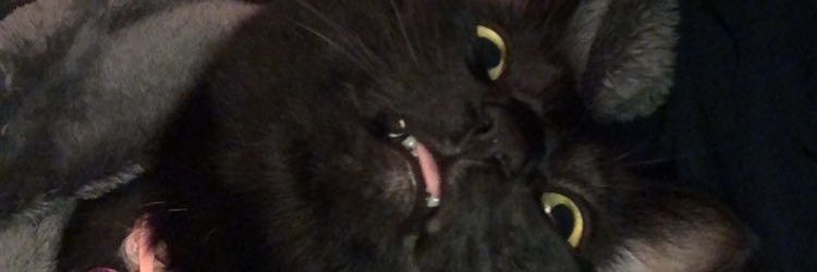 MadisonBoond's profile banner image