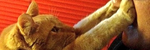 fnotes's profile banner image