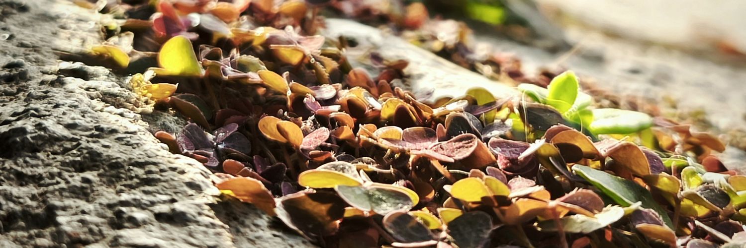 jeissonarcos's profile banner image