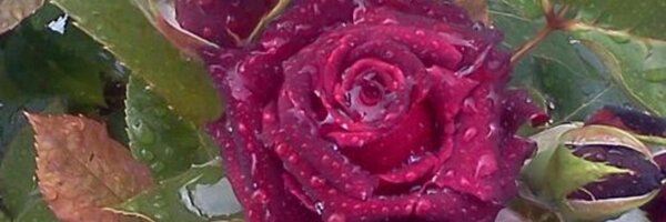 mellanna Profile Banner