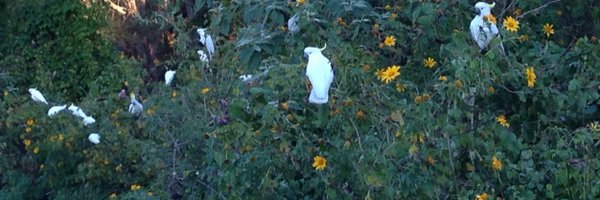 twothumbswriter Profile Banner