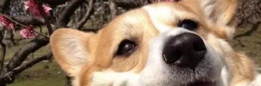 anatalbo's profile banner image