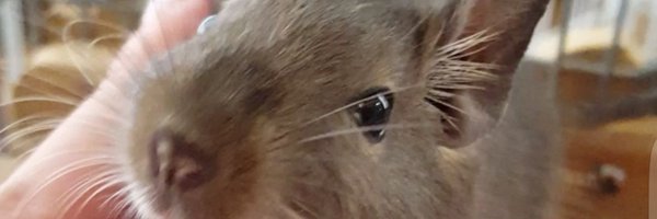 serikomix Profile Banner