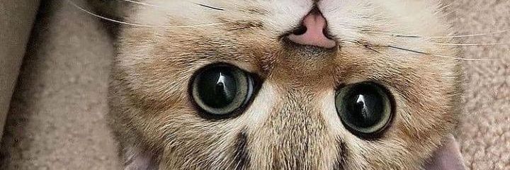 ABelentepe's profile banner image