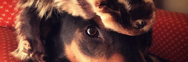 joeyrosskopf Profile Banner