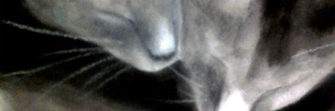 SuSuShire's profile banner image