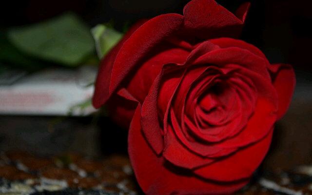AniesaFierdaus's profile banner image