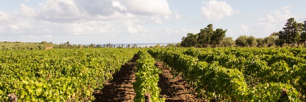 WiningPress Profile Banner