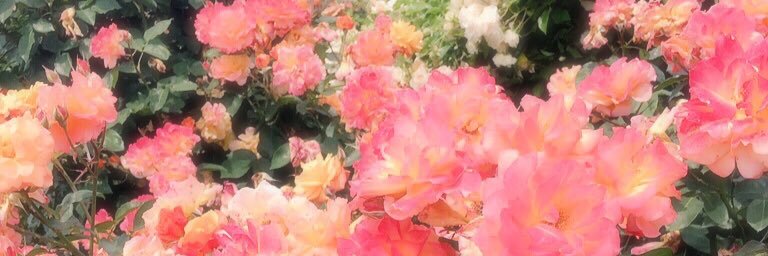 galena_lb's profile banner image