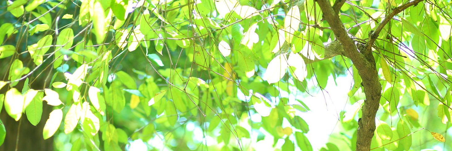 bucolicmohan's profile banner image