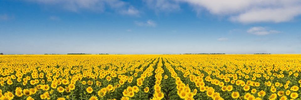 Debra Sears🇺🇦 banner