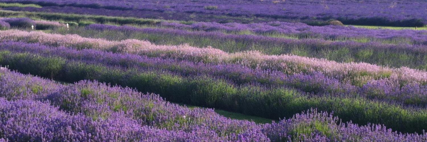 Cotswold Lavender banner