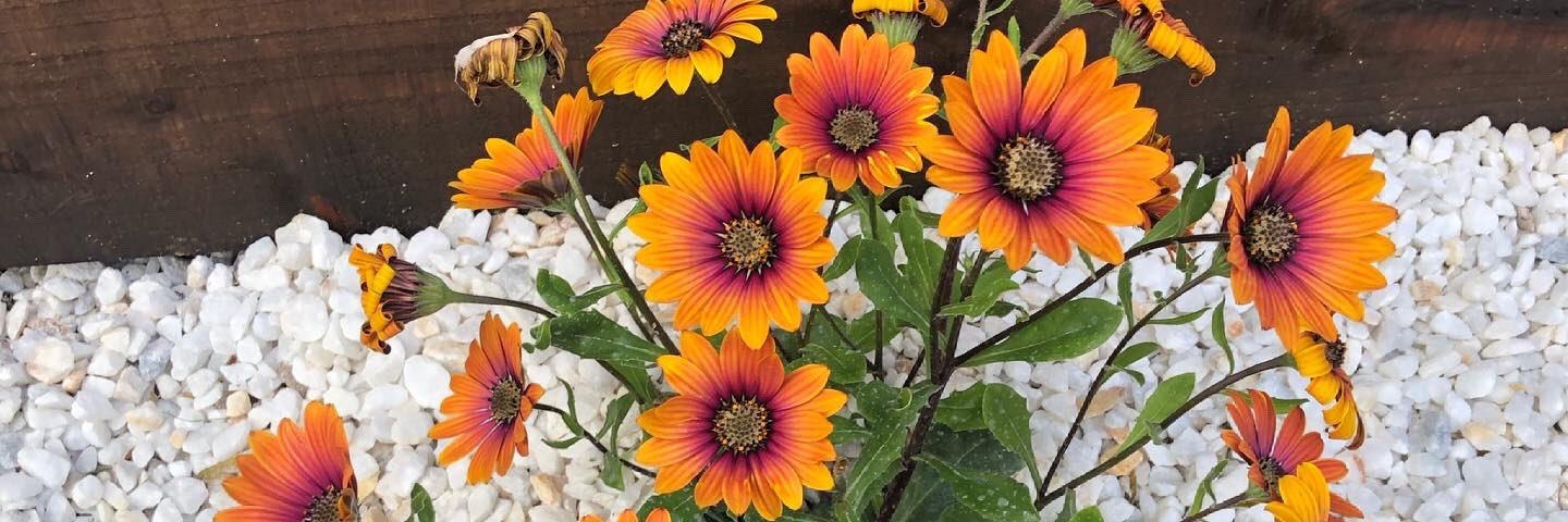 flor4454's profile banner image