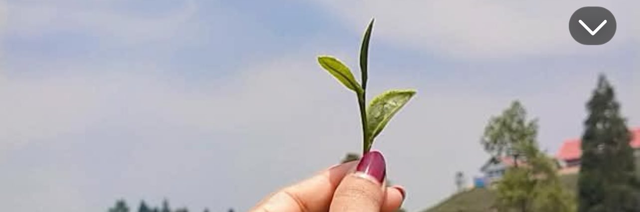 bpubips's profile banner image