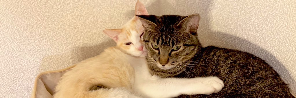 やー的feat.猫 banner