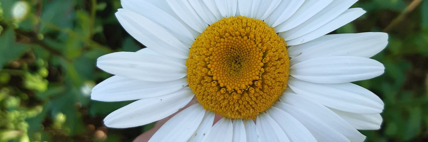 sofiavillarua's profile banner image
