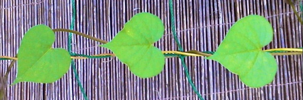grit.clit banner