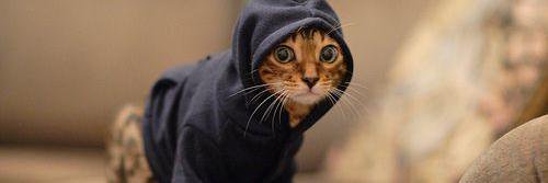 Awww_Pets's profile banner image