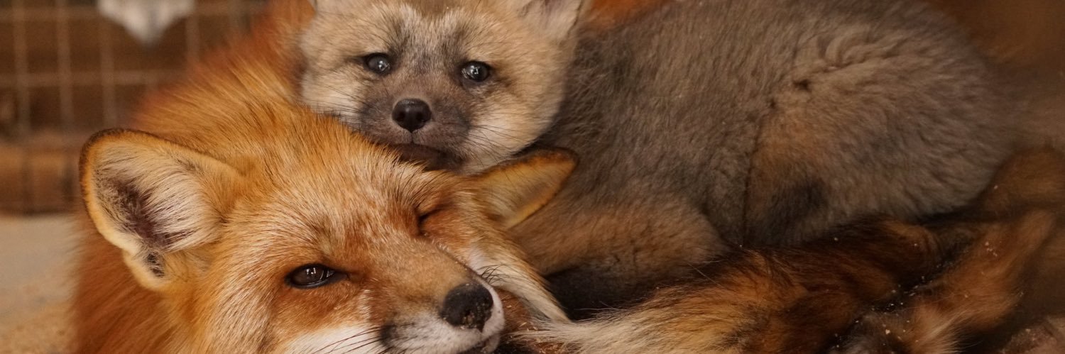 七式@EDH勢 banner