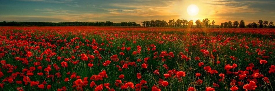 AbdulsalamFo's profile banner image
