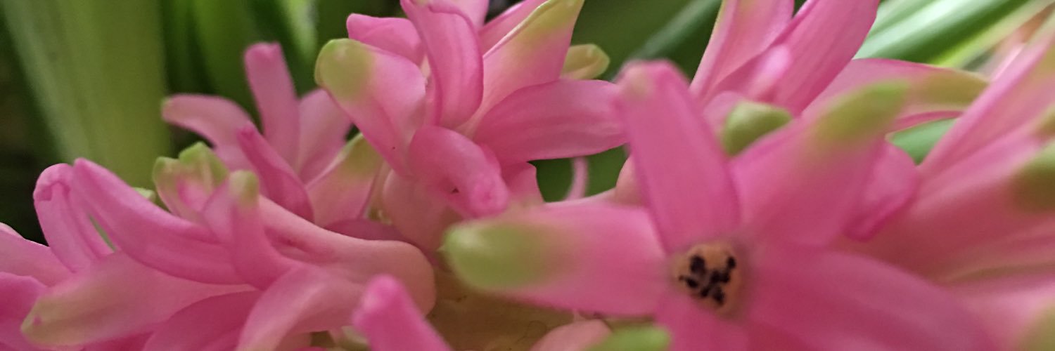 bescherova's profile banner image