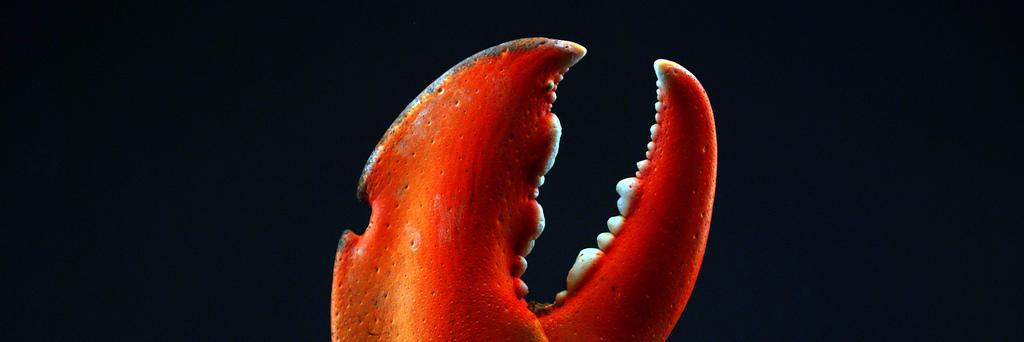 Julia Pistell banner