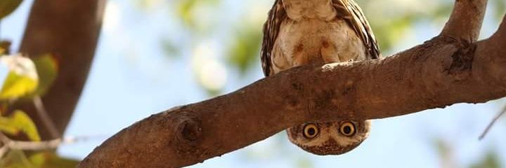 ManjaRCiric's profile banner image