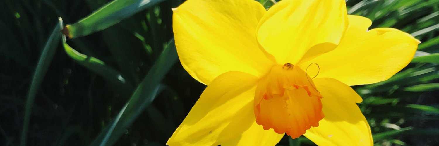 hcudmor3's profile banner image
