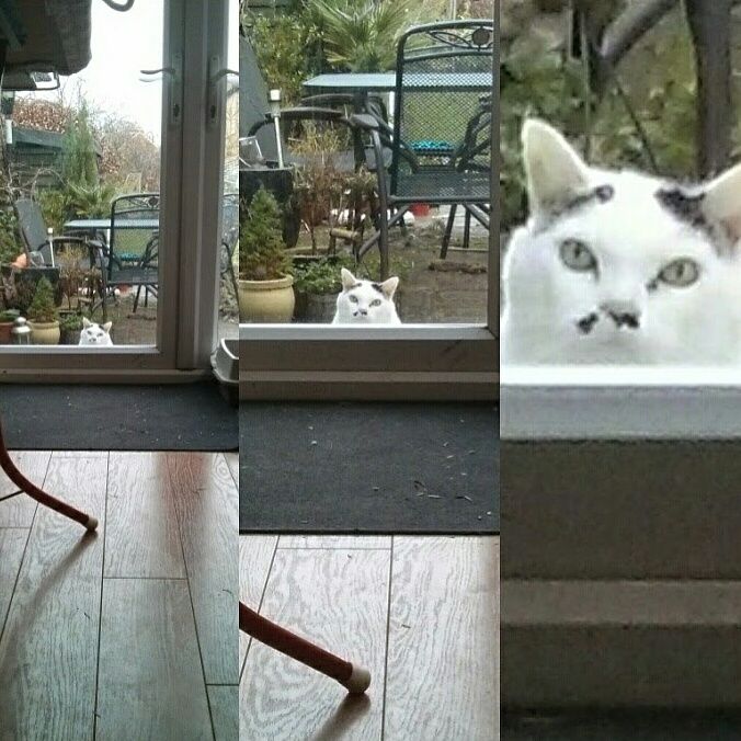 🦆The Real Housewives of Barrington High🦆 banner